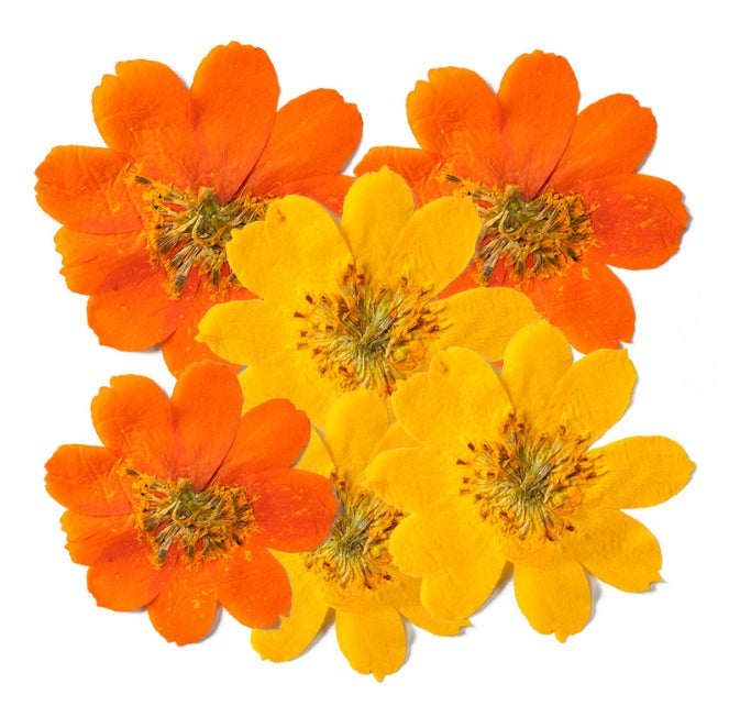 Yellow Cosmos sulphureus pressed flowers,12 PCS/Pack