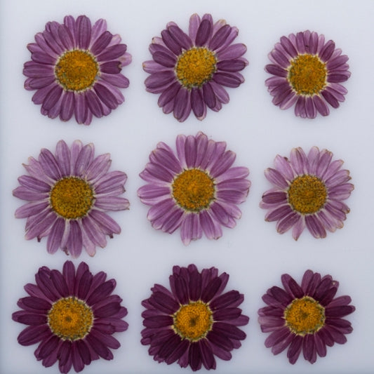 Purple Margaret pressed flowers,dried flower 10 PCS/Pack