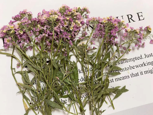 Light Purple sweet alyssum pressed flowers stem, 12 PCS/Pack