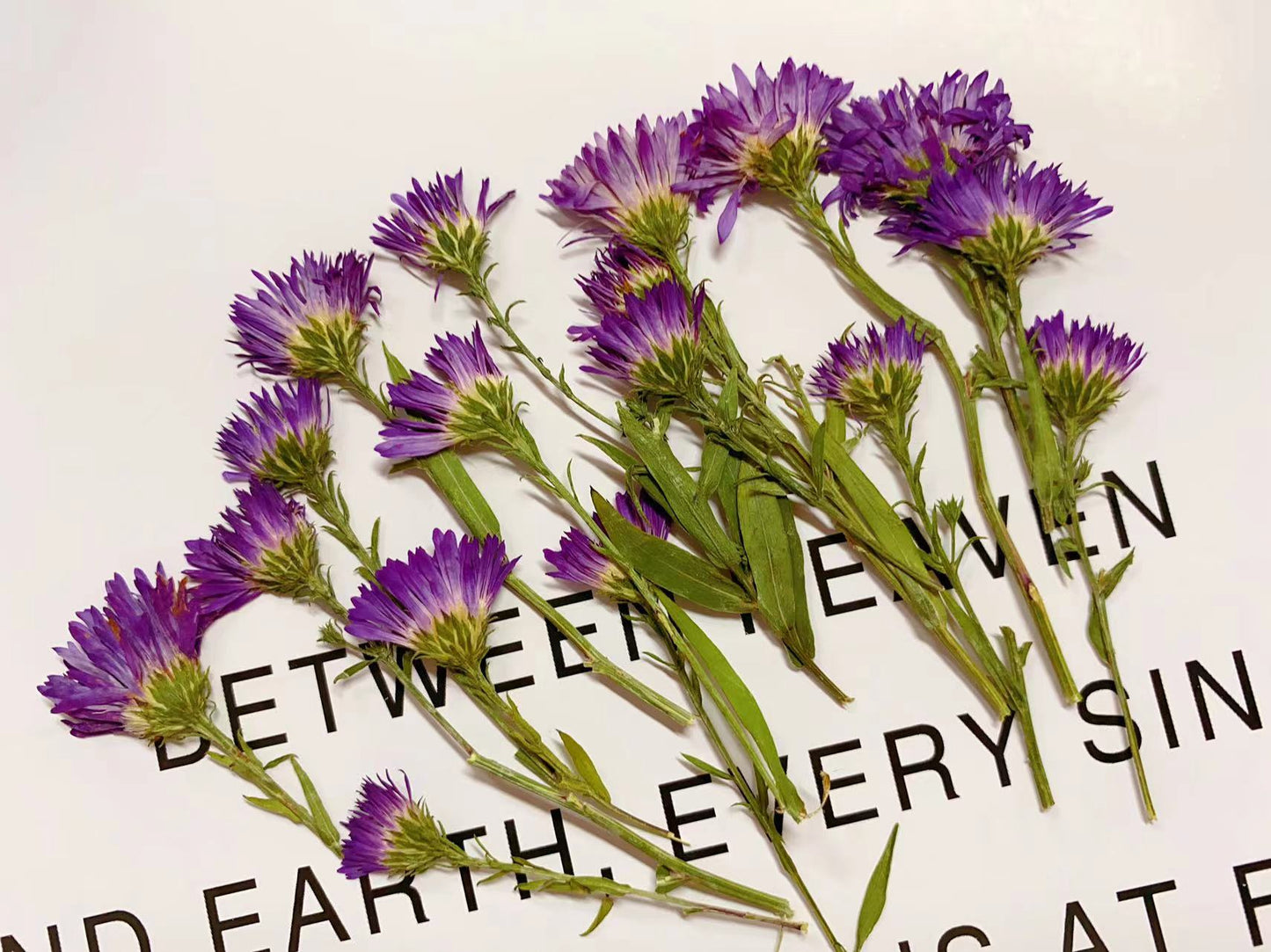 Purple pressed flowers,Aster novi-belgii 6 PCS/Pack