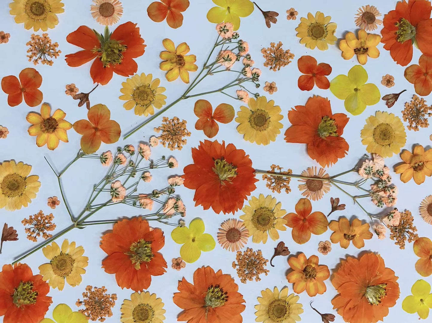 Orange Mix Pressed flowers 20 PCS