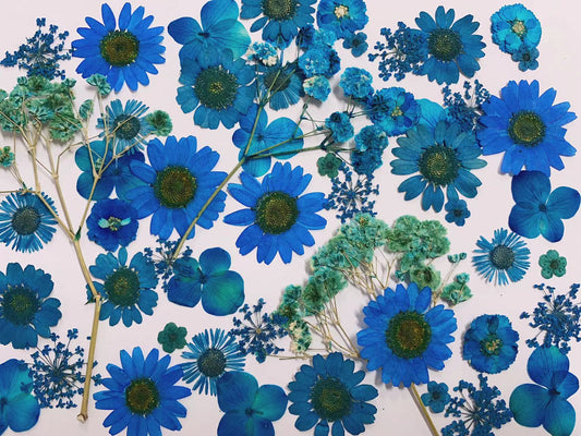 Blue Mix Pressed flowers 20 PCS