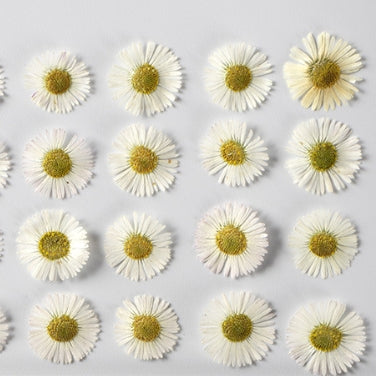 Pressed White Needle chrysanthemum pressed flowers,12 PCS/Pack