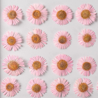 Pink Needle chrysanthemum pressed flowers,12 PCS/Pack