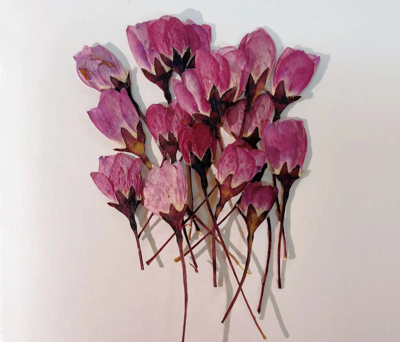 Purple pressed flowers,Begonia flower 12 PCS/Pack