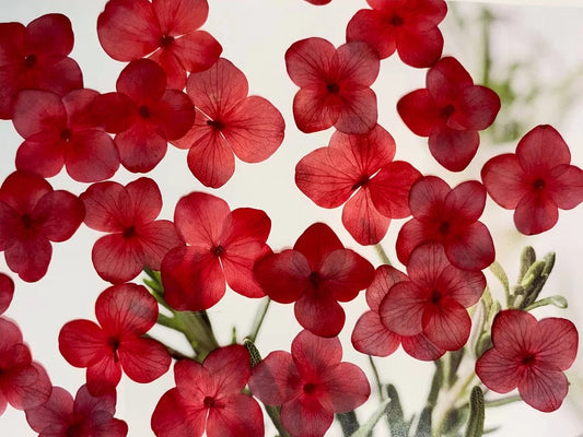 Red hydrangea Pressed Flowers 12 PCS