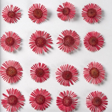 Red Needle chrysanthemum Pressed Flowers 12 PCS