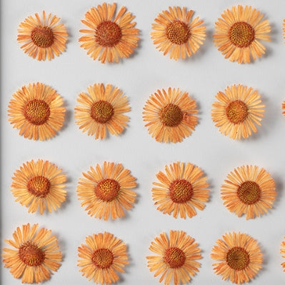 Orange Needle chrysanthemum pressed flowers,12 PCS/Pack