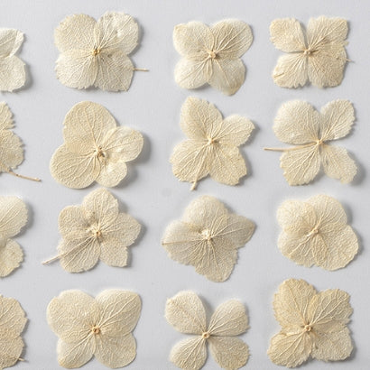 Pressed White Wood hydrangea flower pressed flowers,12 PCS/Pack