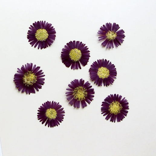 Purple Aster novi-belgii pressed flowers,dried flower 8 PCS/Pack