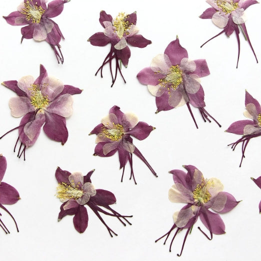 Purple red garden columbine pressed flowers,dried flower 6 PCS/Pack