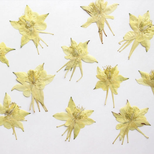 Beige garden columbine pressed flowers,6 PCS/Pack