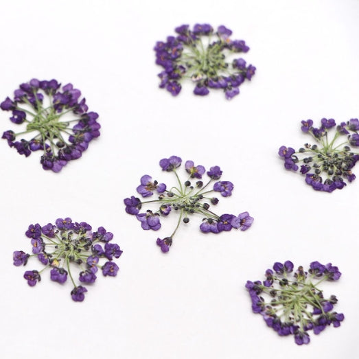 Purple sweet alyssum pressed flowers,dried flower 8 PCS/Pack