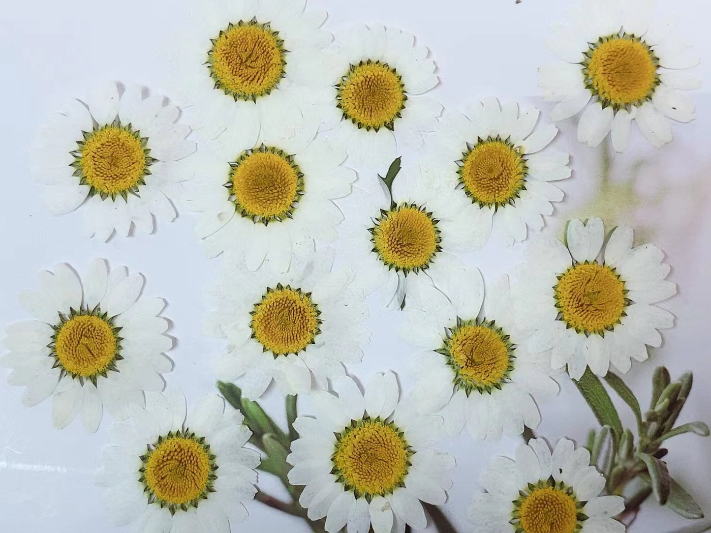 Pressed White Daisy pressed flowers,12 PCS/Pack