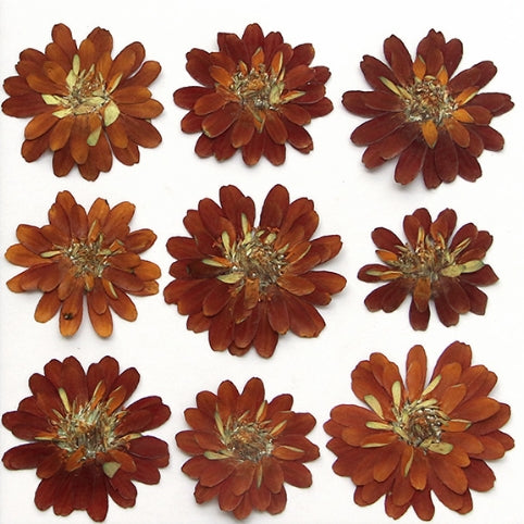 Orange chrysanthemum pressed flowers,6 PCS/Pack