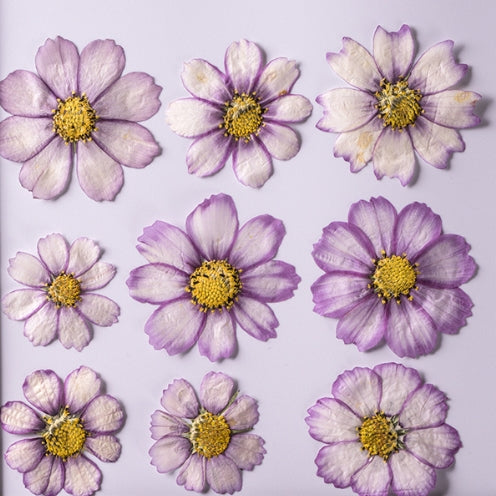 Purple galsang flower pressed flowers,dried flower 8 PCS/Pack