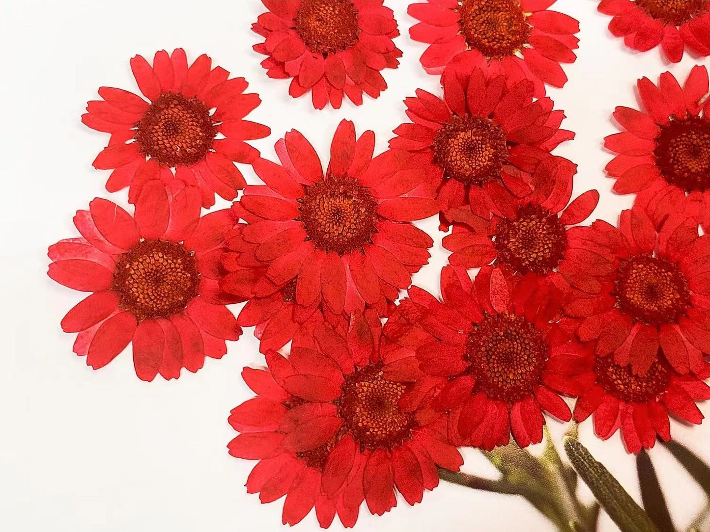 Red chrysanthemum Pressed Flowers 12 PCS