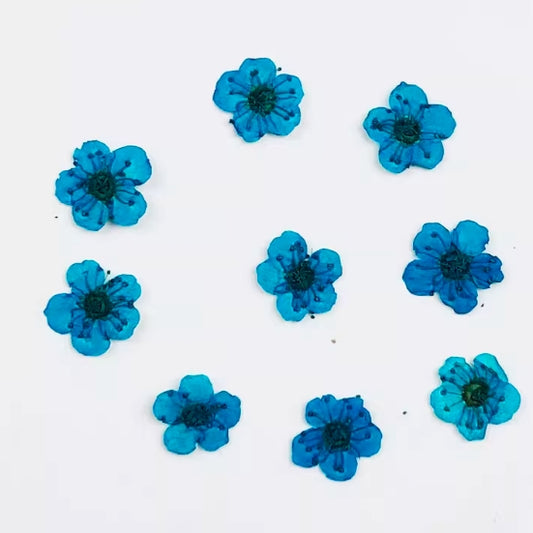 Blue Small narcissus dried flower Pressed Flowers 20 PCS