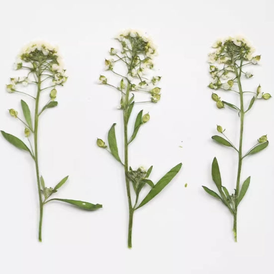 White sweet alyssum Dried Pressed Flowers 12 PCS