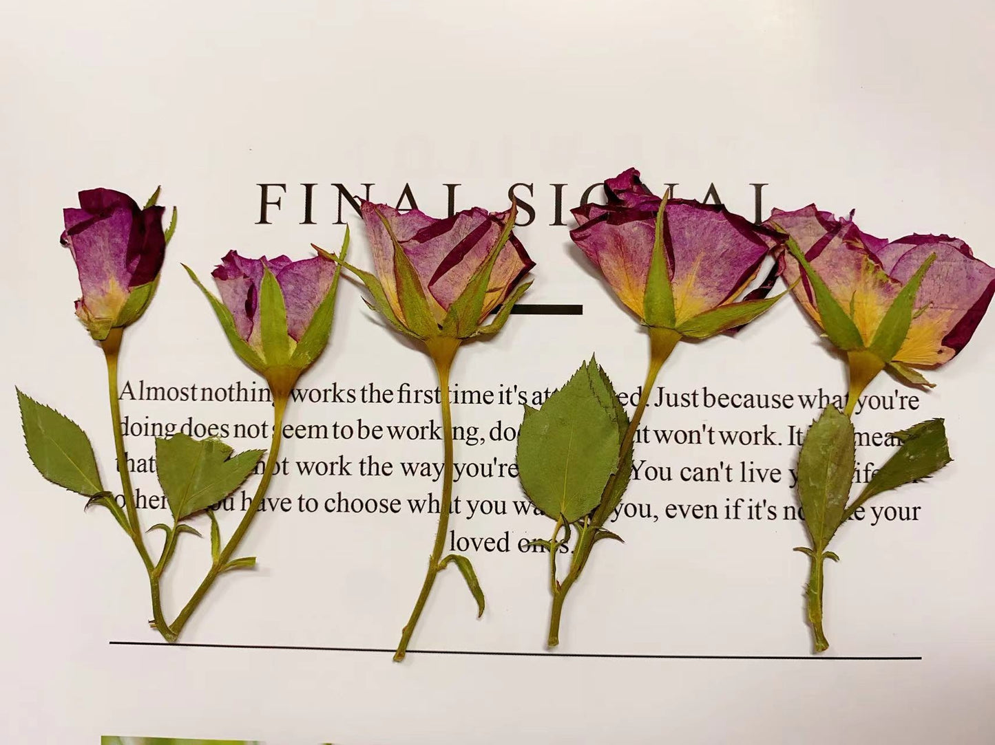 Purple rose pressed flowers,6 PCS/Pack