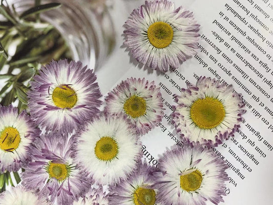 Purple chrysanthemum pressed flowers,6 PCS/Pack