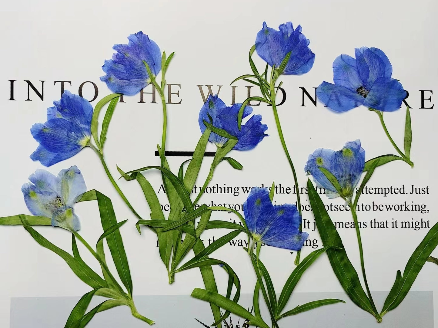 Blue Pressed flowers stem 6PCS