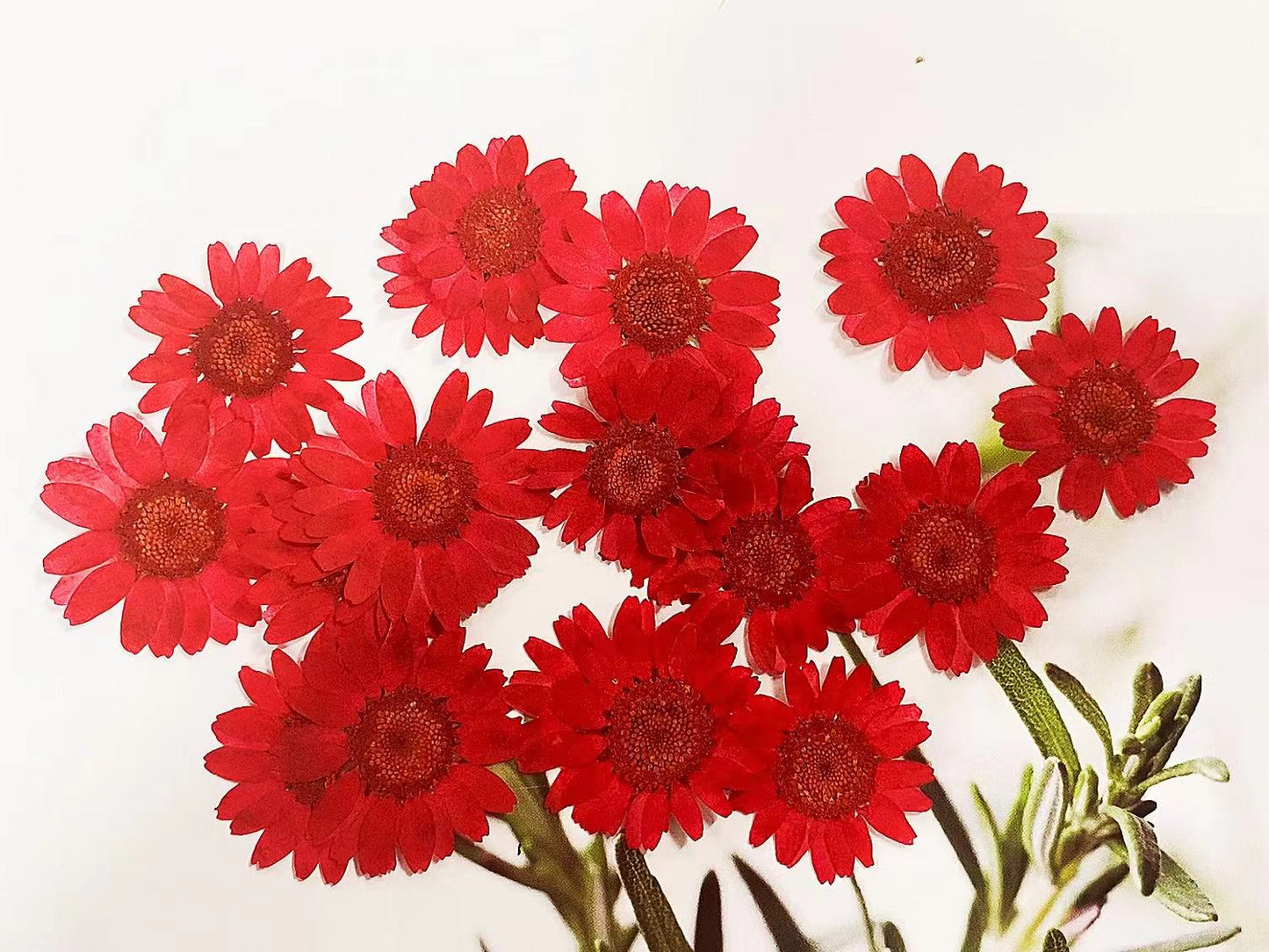 Red chrysanthemum Pressed Flowers 12 PCS