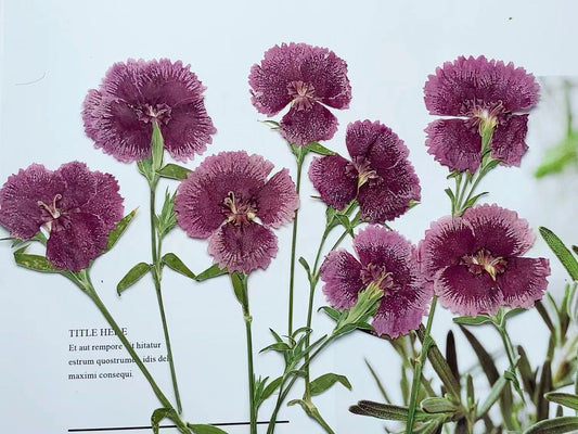 Carnation Purple pressed flowers stem, 6 PCS/Pack