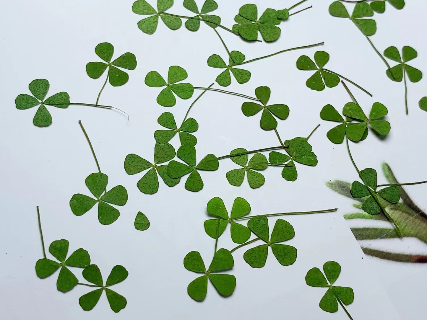 Clover Pressed Leaves 12 PCS/A Pack(1-1.5cm)