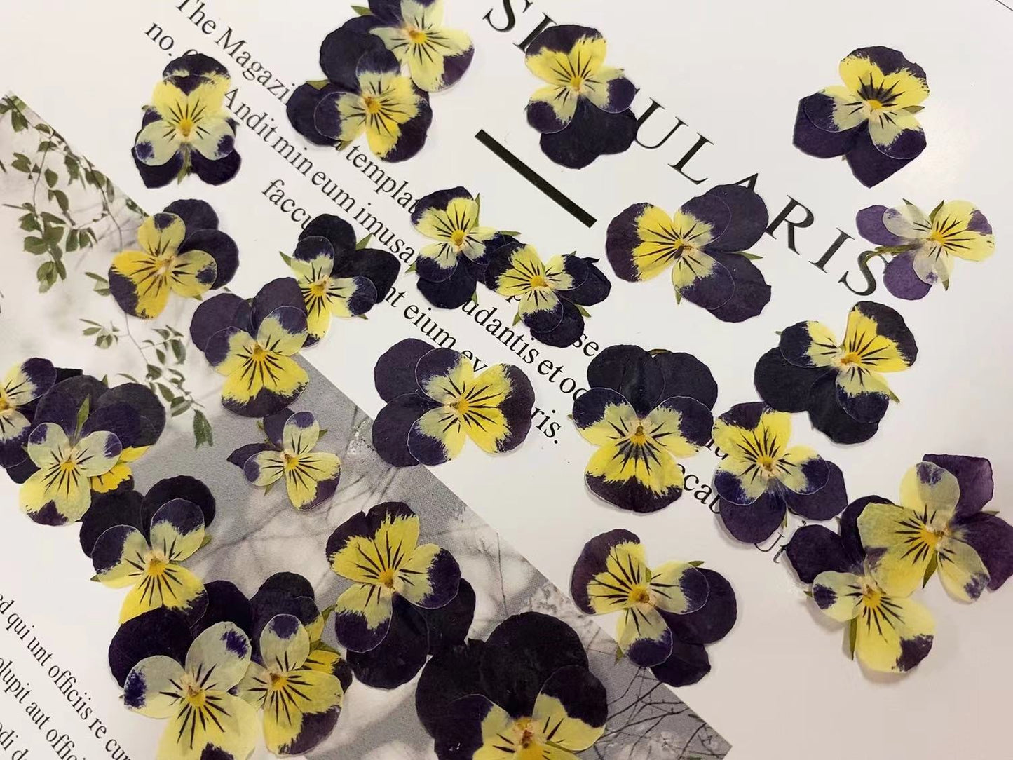 Purple yellow viola cornuta pressed flowers 12 PCS/Pack