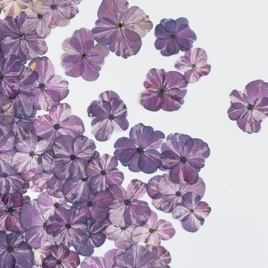 Set of 10 Pressed Hydrangea Flowers, Bright Blue Dried Petals (1-2cm)
