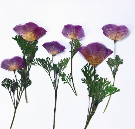 Purple Eschscholzia californica Pressed Flowers 6PCS/Pack