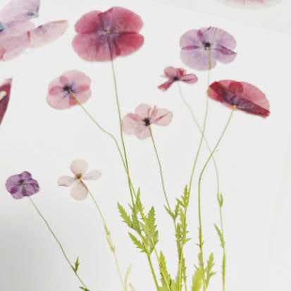 Pink Papaver rhoeas pressed flowers,6 PCS/Pack