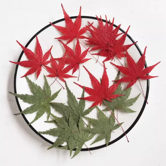 Dry red maple leaves,A Pack of 10 PCS maple leaves Pressed Leaves