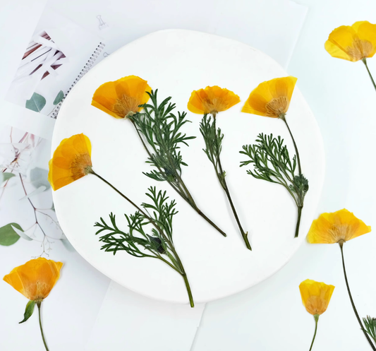 Yellow Eschscholzia californica pressed flowers,6PCS/Pack
