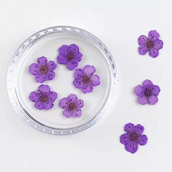 Purple Small narcissus dried flower Pressed Flowers 20 PCS