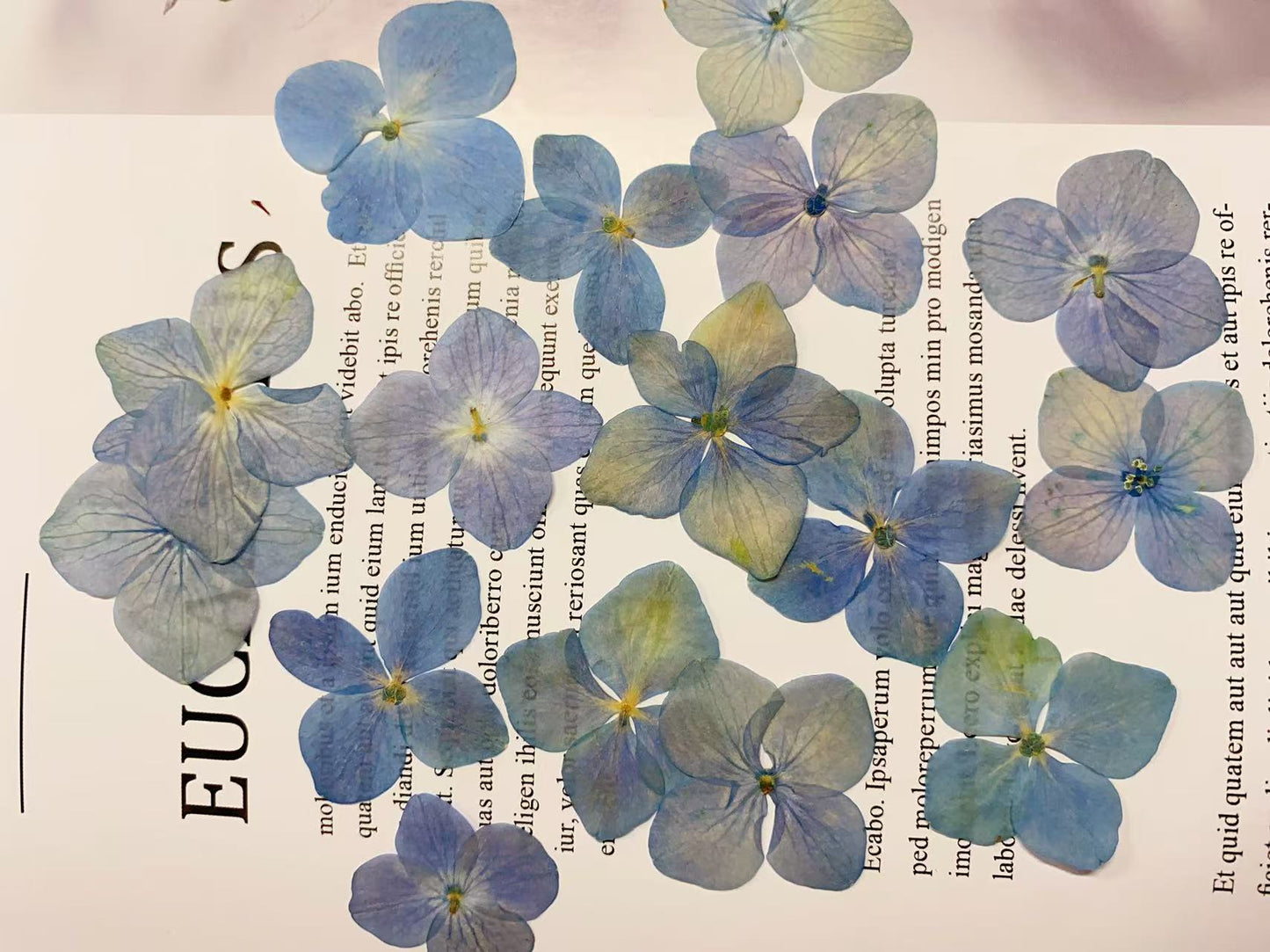 Blue hydrangea pressed flowers,12 PCS/Pack