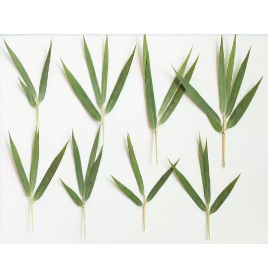 Dry green grass,A Pack of 10 PCS bamboo leaf Pressed Leaves