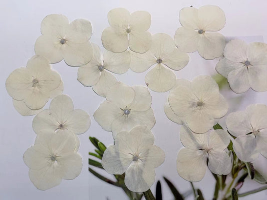 White hydrangea pressed flowers,12 PCS/Pack