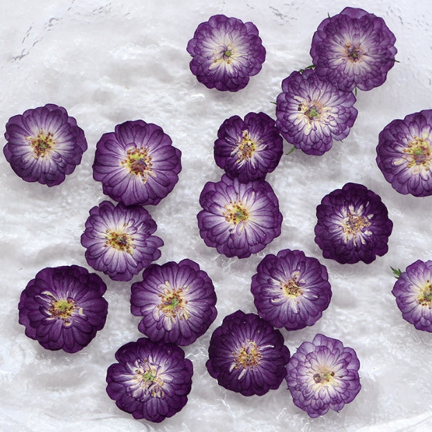 Purple mini rose pressed flowers,dried flower 10 PCS/Pack