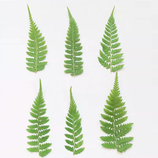 Dried Pressed Flower Green Dry leaf 10PCS/Pack