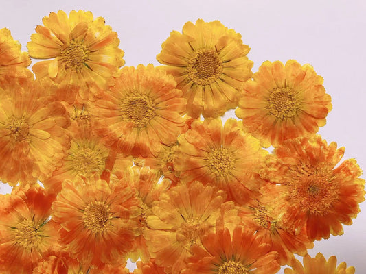 Orange big Chrysanthemum pressed flowers,6 PCS/Pack