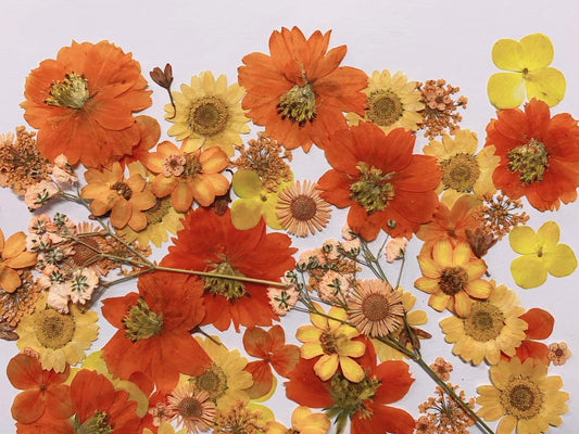 Orange Mix Pressed flowers 20 PCS