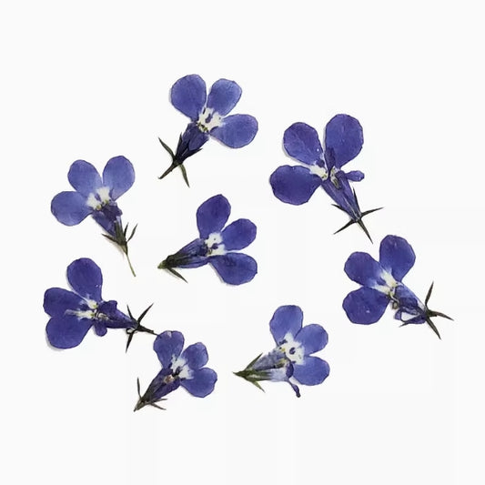 Blue Lobelia pressed flowers,12 PCS/Pack