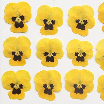 Yellow viola cornuta pressed flowers,12 PCS/Pack