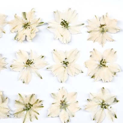 Pressed White Larkspur flower pressed flowers,12 PCS/Pack