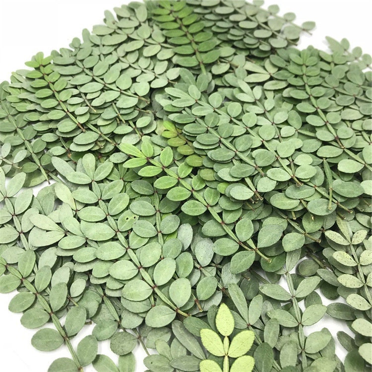 Dried Pepper Tree Leaves 12PCS, Pressed Botanicals, Village Craft (4-6cm)
