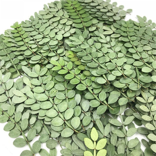 Dried Pepper Tree Leaves 12PCS, Pressed Botanicals, Village Craft (4-6cm)