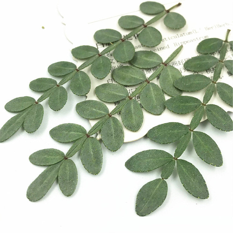 Dried Pepper Tree Leaves 12PCS, Pressed Botanicals, Village Craft (4-6cm)