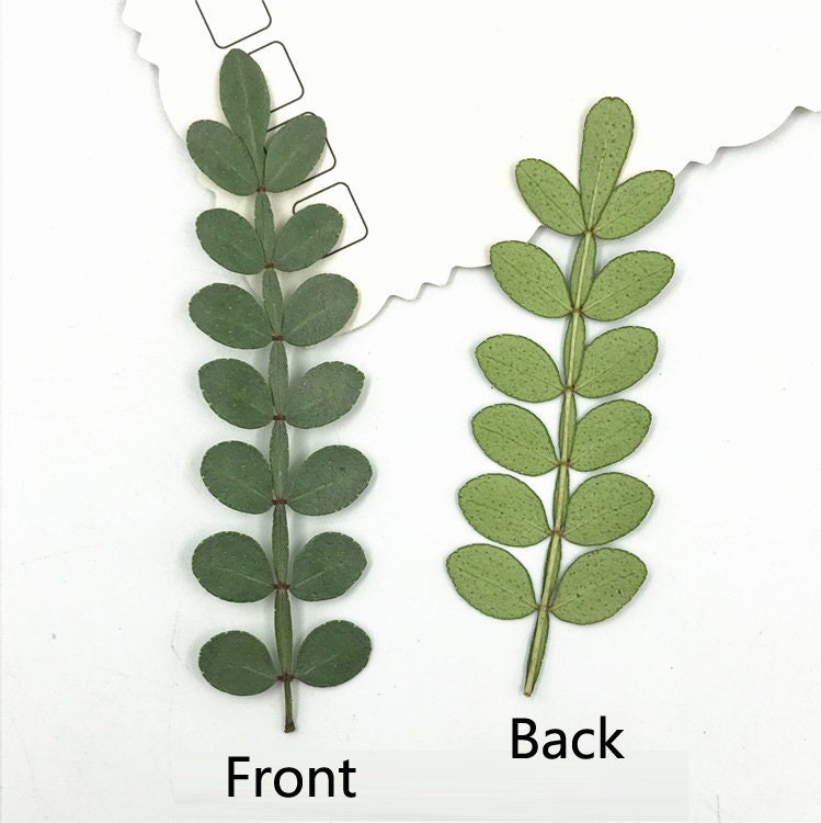 Dried Pepper Tree Leaves 12PCS, Pressed Botanicals, Village Craft (4-6cm)